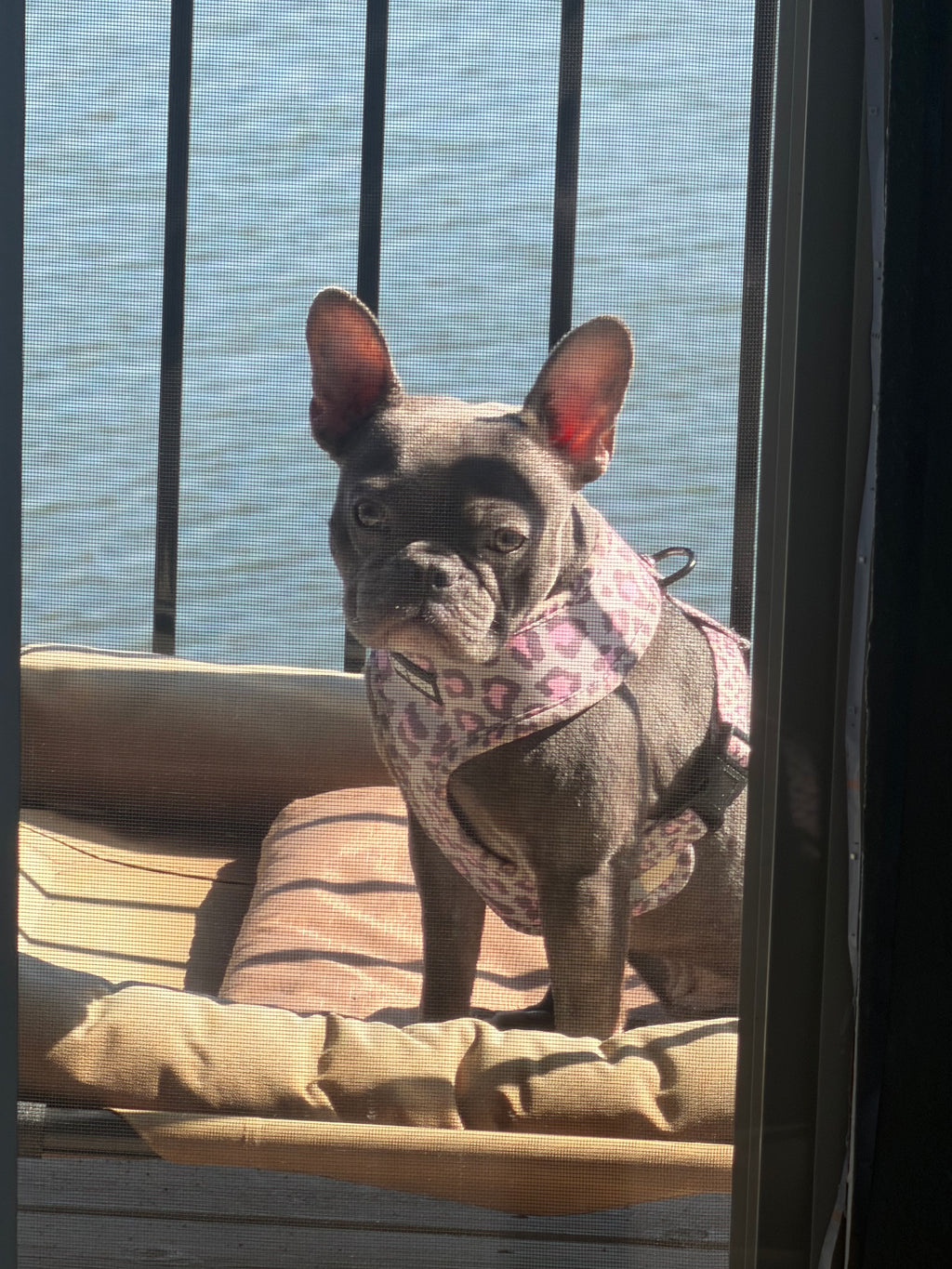 Ruff Houzin Leopard Print Dog Harness – Stylish, Secure & Comfortable size Medium this Frenchie weigh’s  17lbs in the photo