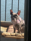 Ruff Houzin Leopard Print Dog Harness – Stylish, Secure & Comfortable size Medium this Frenchie weigh’s  17lbs in the photo