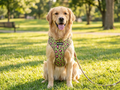 Ruff Houzin Leopard Print Dog Harness Stylish, Secure & Comfortable size Large