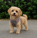 Ruff Houzin Leopard Print Dog Harness – Stylish, Secure & Comfortable